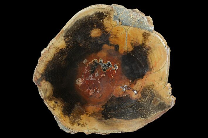Polished Petrified Wood Round - Sweethome, Oregon #128589